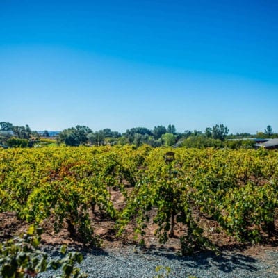 vineyard near vineyard house in Amador County - Jeff Runquist Wines