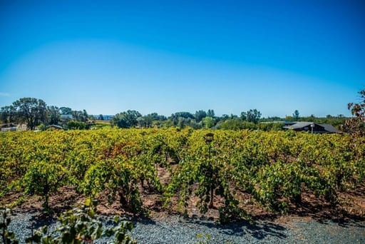 Jeff Runquist Vineyards in Amador County, CA