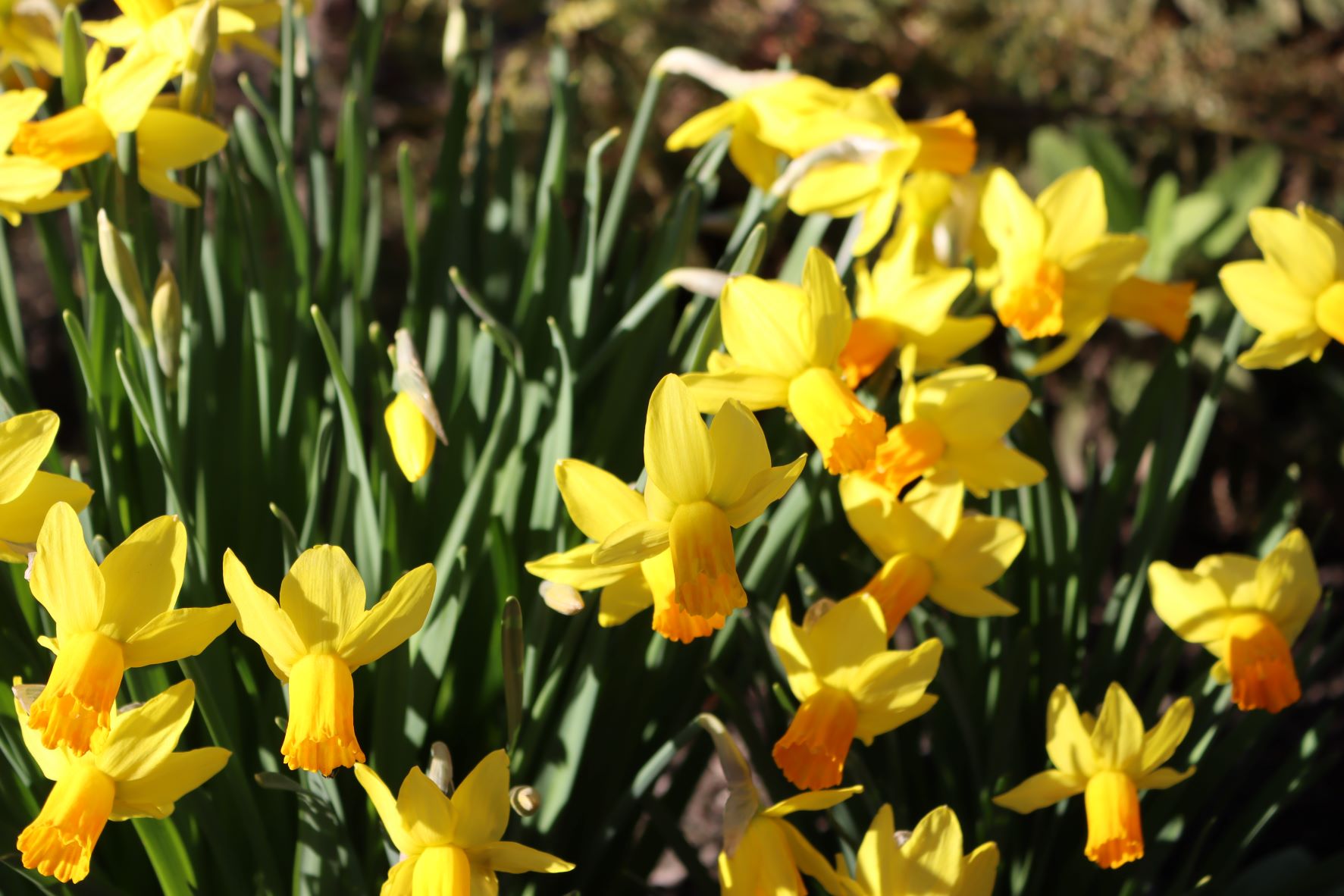 Daffodils at Jeff Runquist Wines