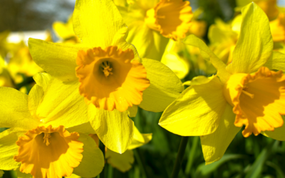 daffodils to illustrate JEFF’S LETTER FROM March 2024