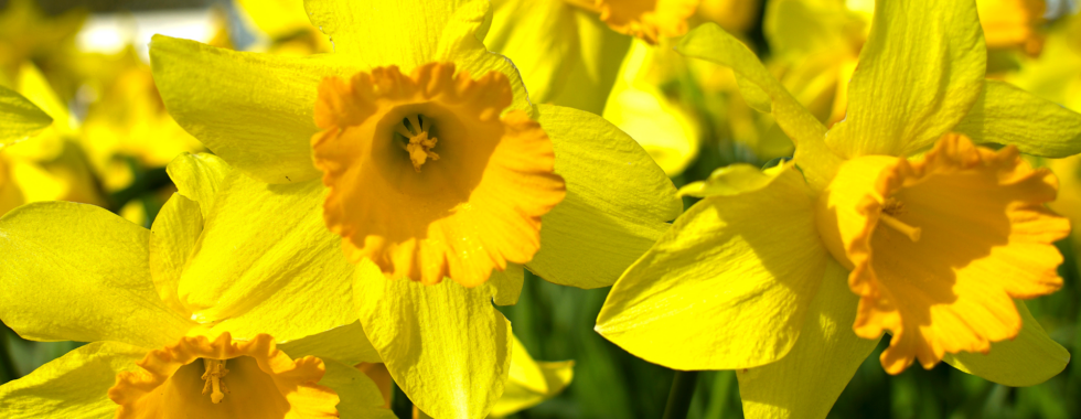 daffodils to illustrate JEFF’S LETTER FROM March 2024