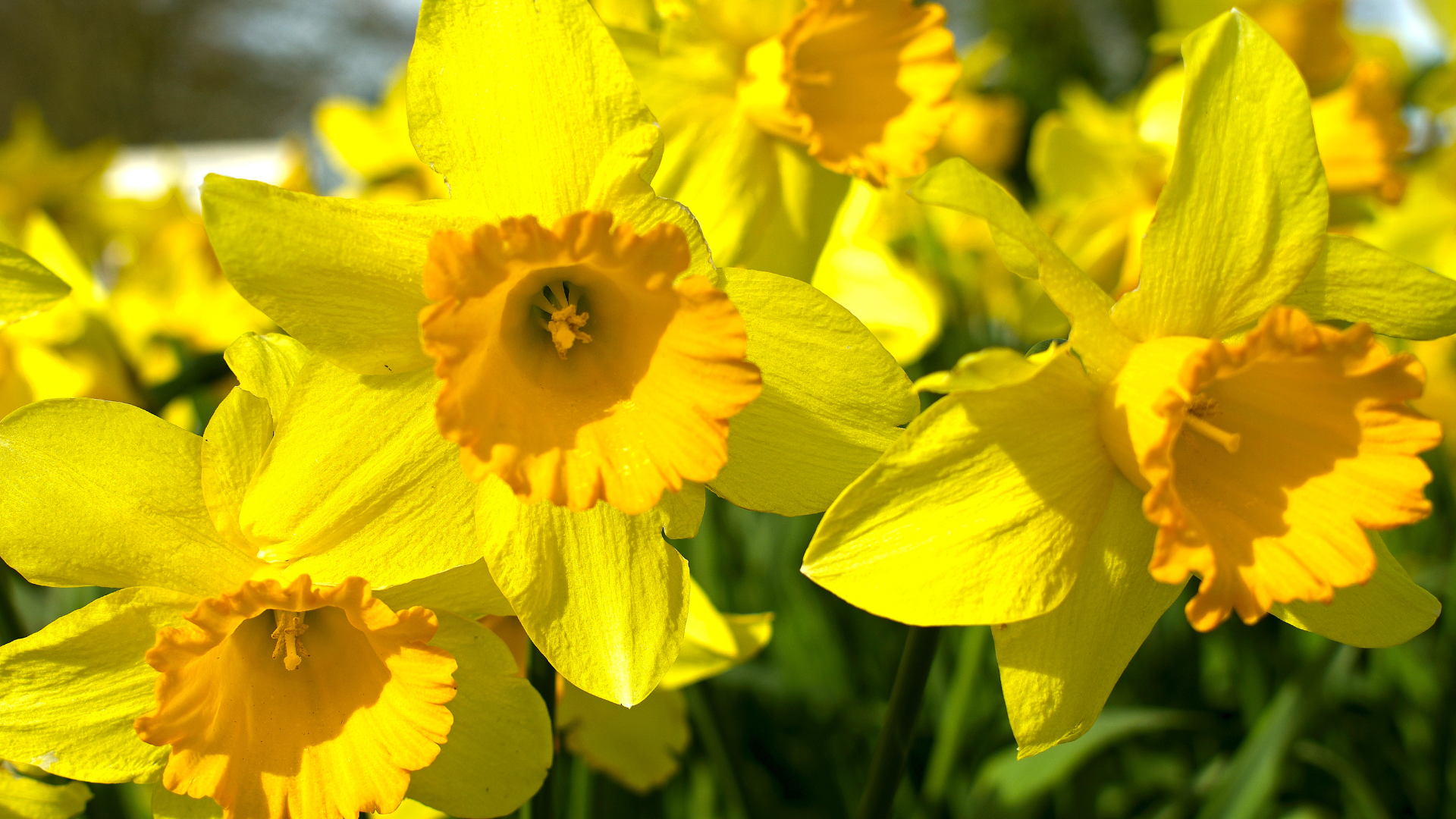 daffodils to illustrate JEFF’S LETTER FROM March 2024