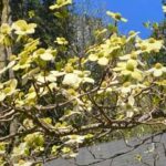 Dogwoods in Yosemite – April 2025