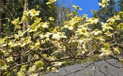 Dogwoods in Yosemite – April 2025