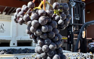 2025 Harvest Release Letter - Jeff Runquist Wines