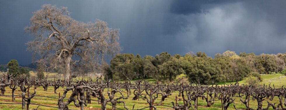 Jeff Runquist Wines - Jeff Letter January 2026