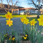 daffodils at Jeff Runquist Winery in March 2026