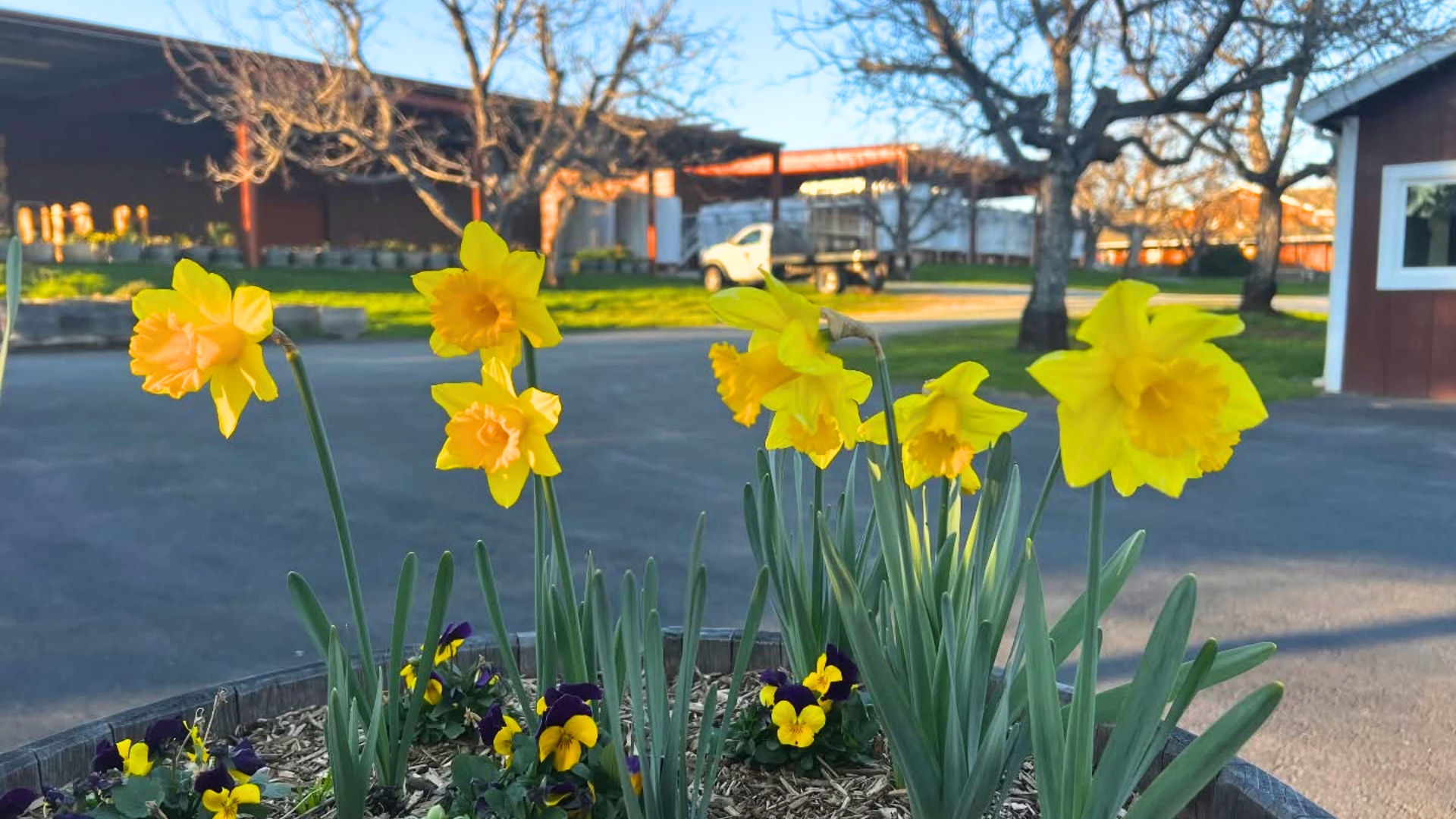 daffodils at Jeff Runquist Winery in March 2026