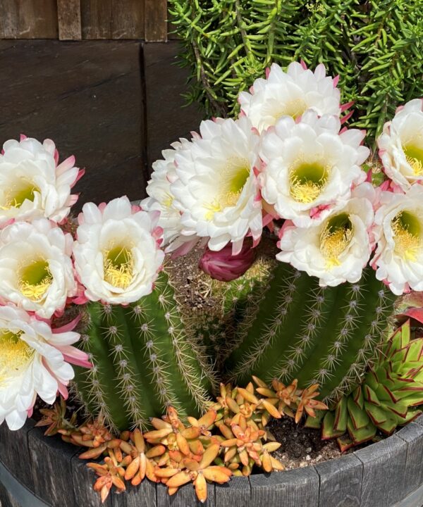 Easter Cactus 2026-Jekyll