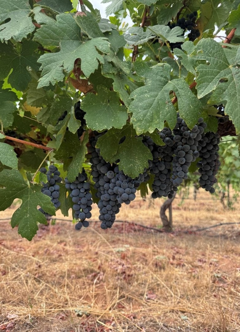 Peroni Ranch Estate Zinfandel - Jeff Runquist Wines
