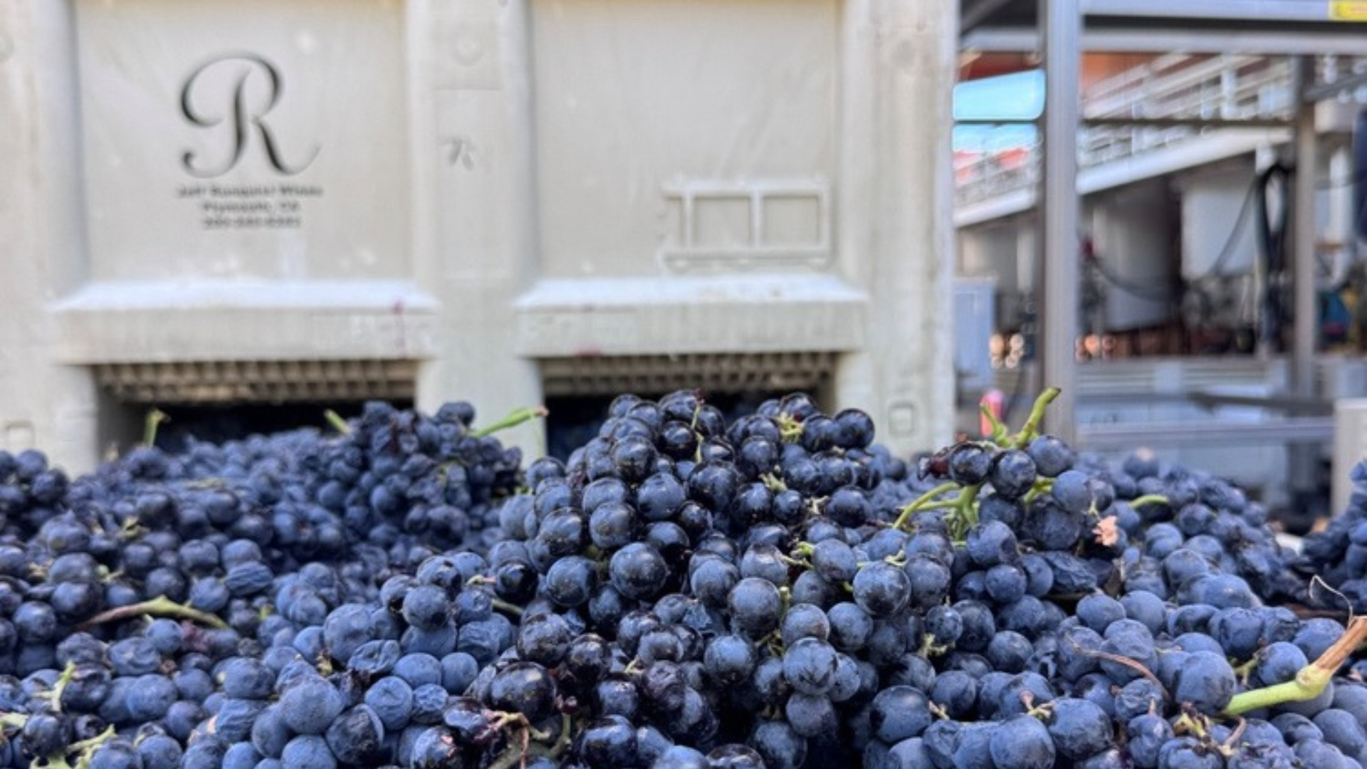 2027 harvested grapes in bin before fermentation at Jeff Runquist Wines